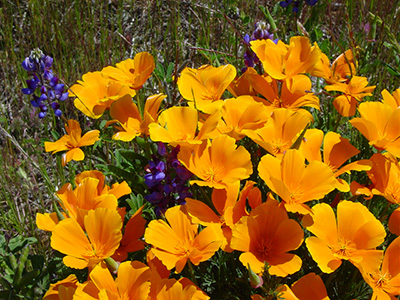 Poppies